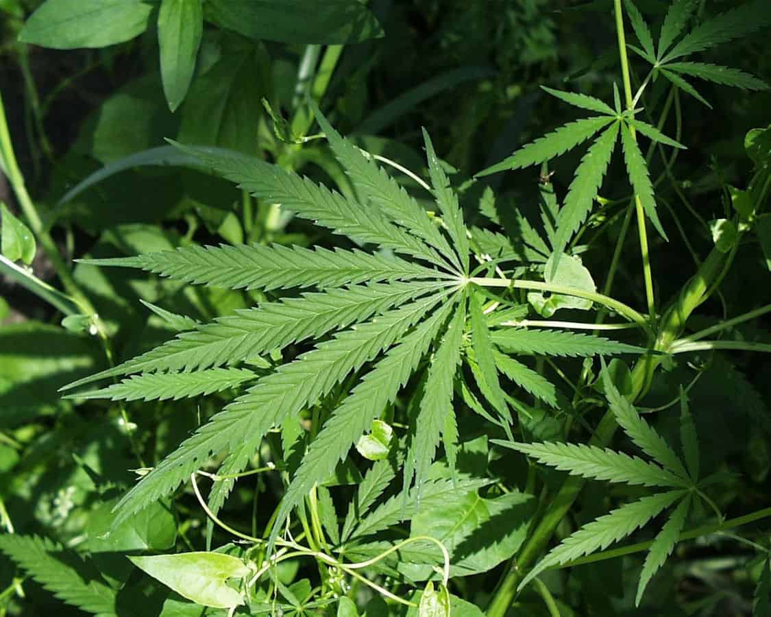 Medical Marijuana Card 2 Marijuana and Addiction Treatment | Marijuana and Mental Health Treatment | Ambrosia